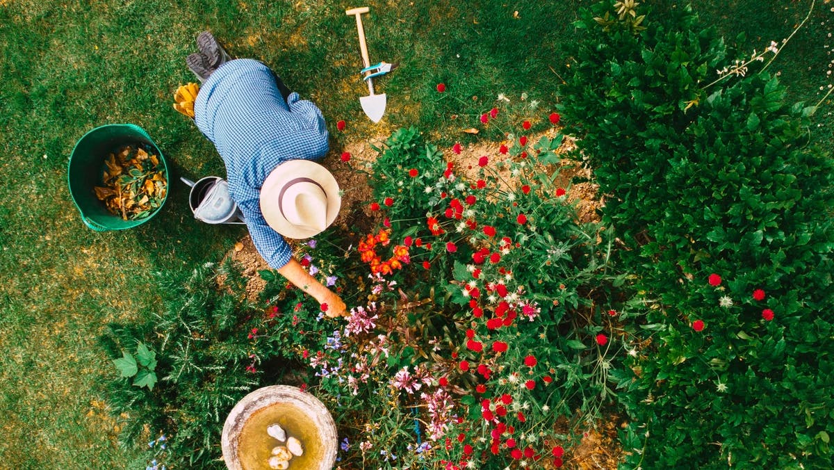 man watering flowerbed in garden